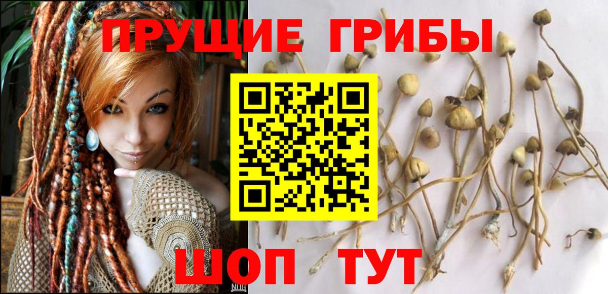 Псилоцибиновые грибы мицелий  Псилоцибиновые грибы MAGIC MUSHROOMS  Вход с VPN  Красный Сулин 